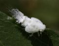 Metcalfa pruinosa